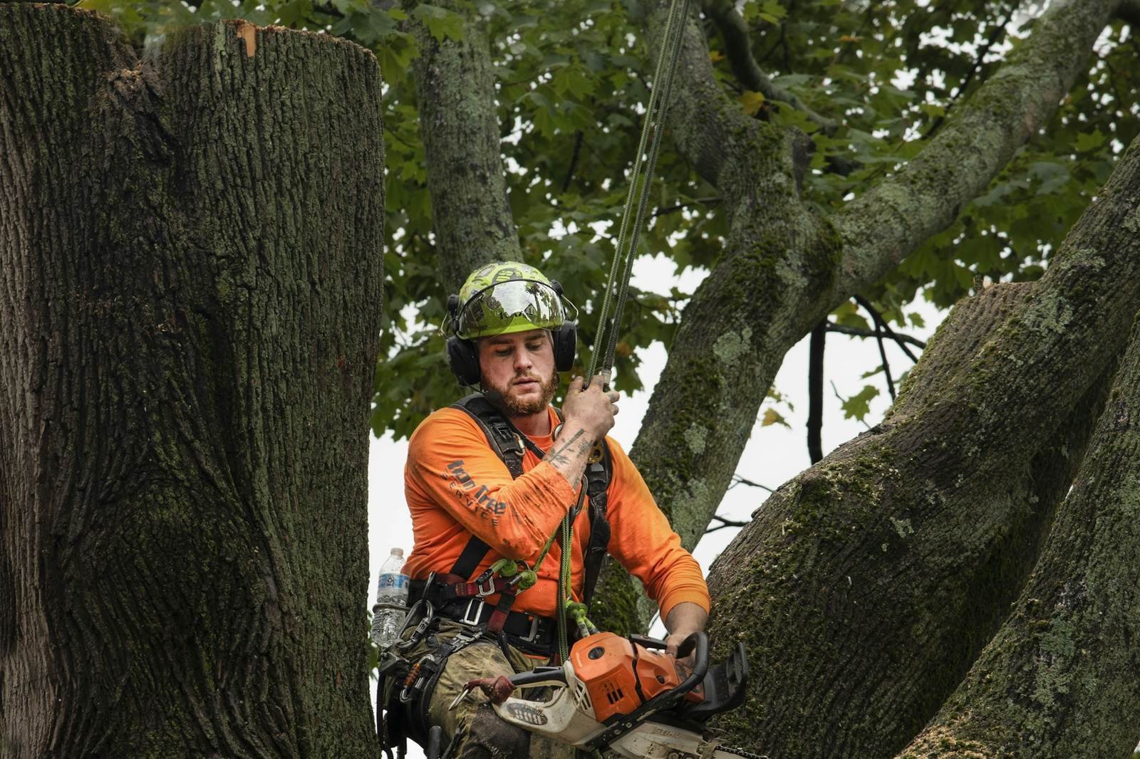 Arborist in a helmet and harness working high in a large tree with a chainsaw