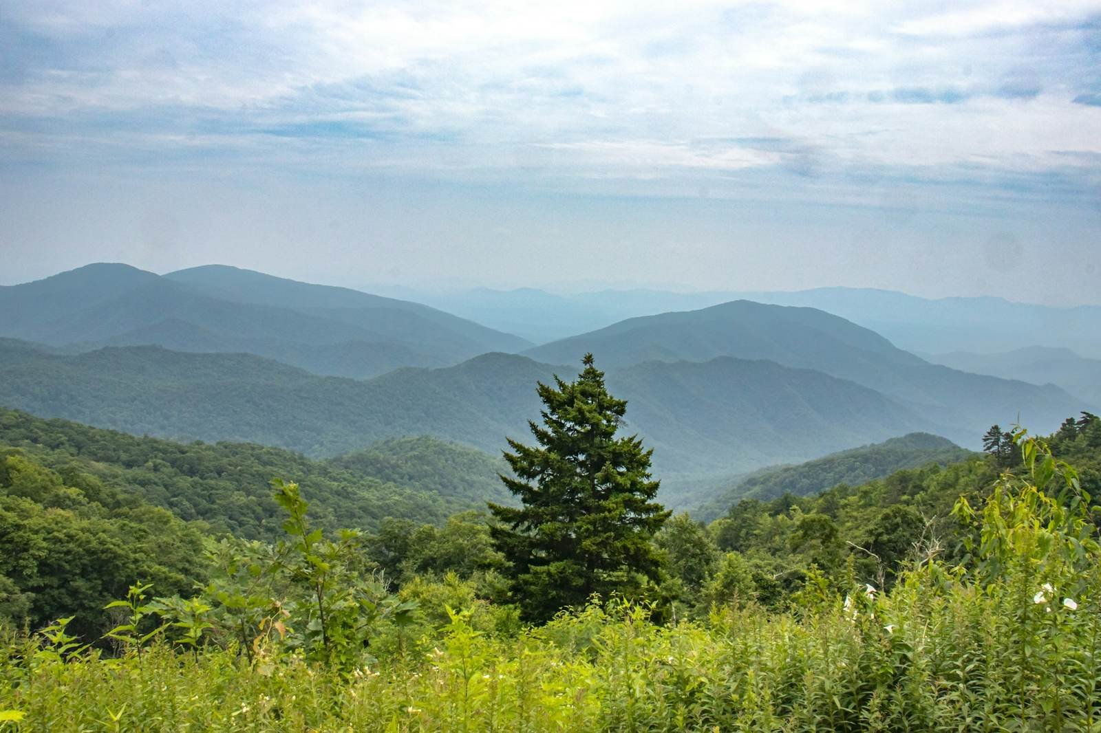 Layered, wooded mountain ridges with a lone evergreen in the foreground