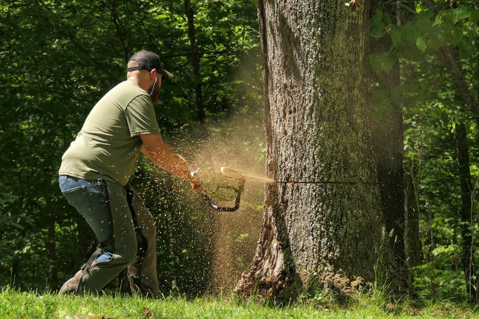 Tree worker cutting into a large trunk with a chainsaw, sawdust flying