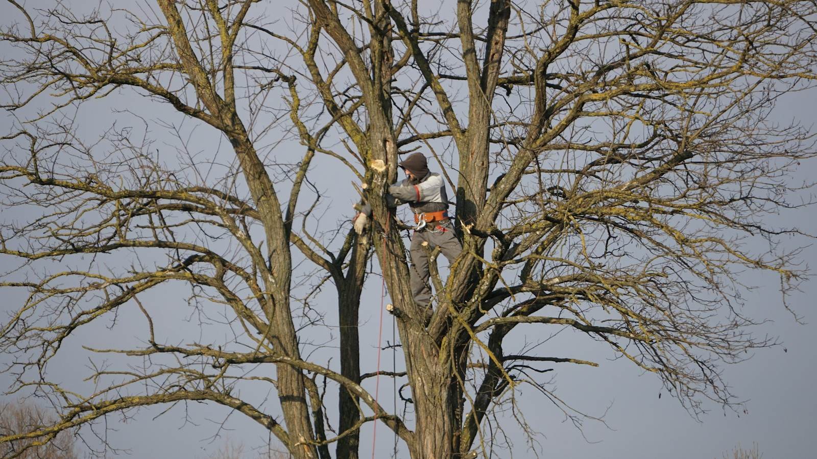 Climber working in the crown of a bare winter tree