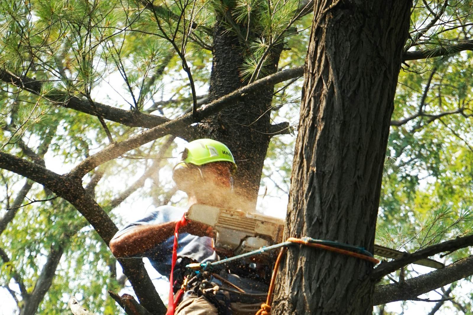 Climber in a harness working up a tall tree trunk