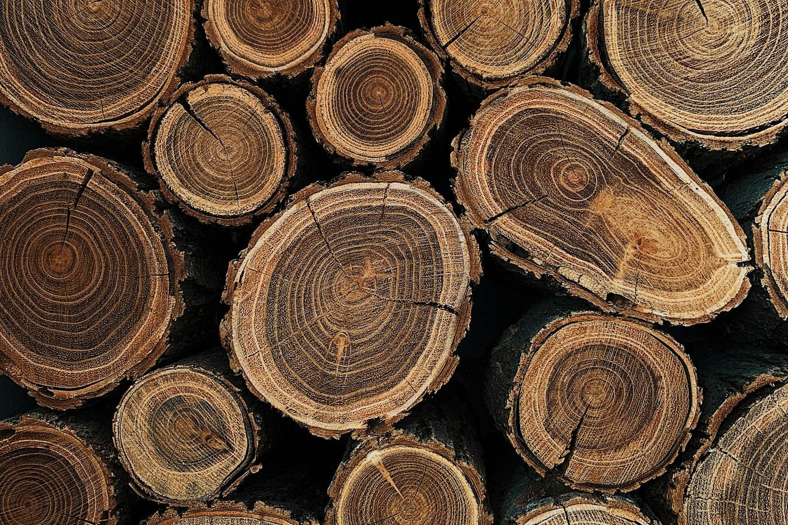 Stacked log rounds showing tree rings