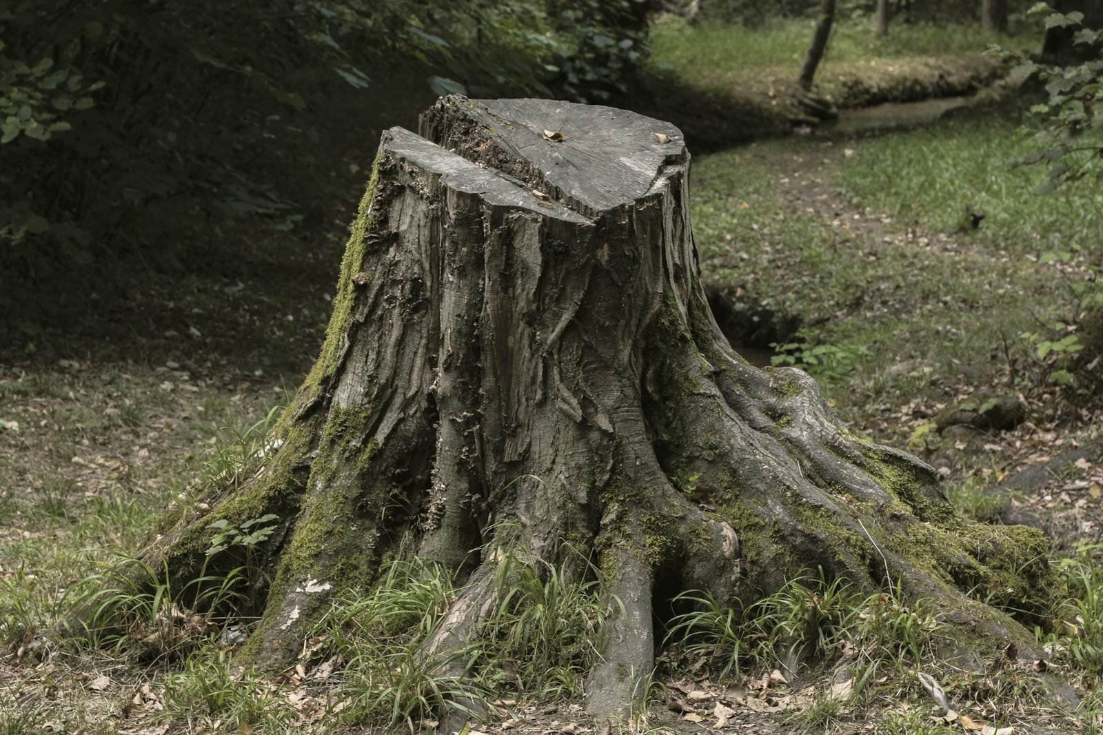 Old tree stump in a wooded yard