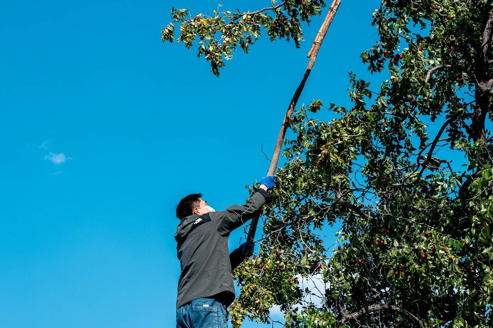 Worker on a roof trimming overhanging branches with a pole saw