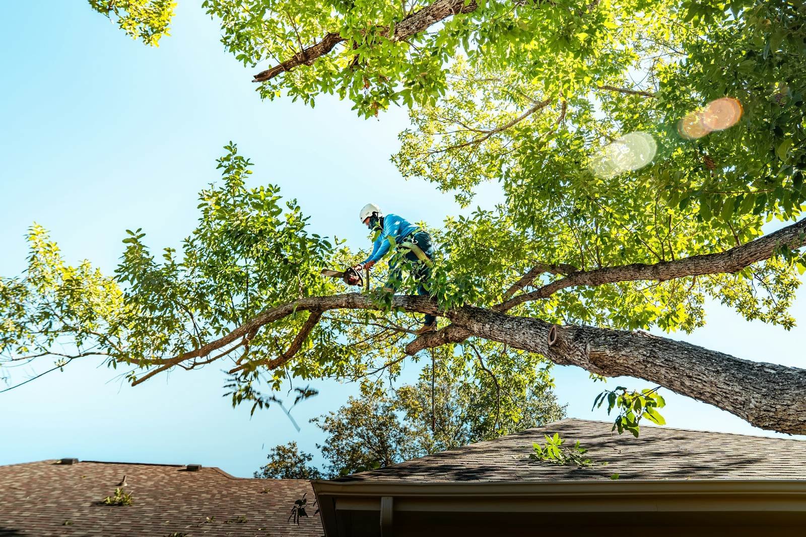 Arborist pruning a large limb that hangs over a roof