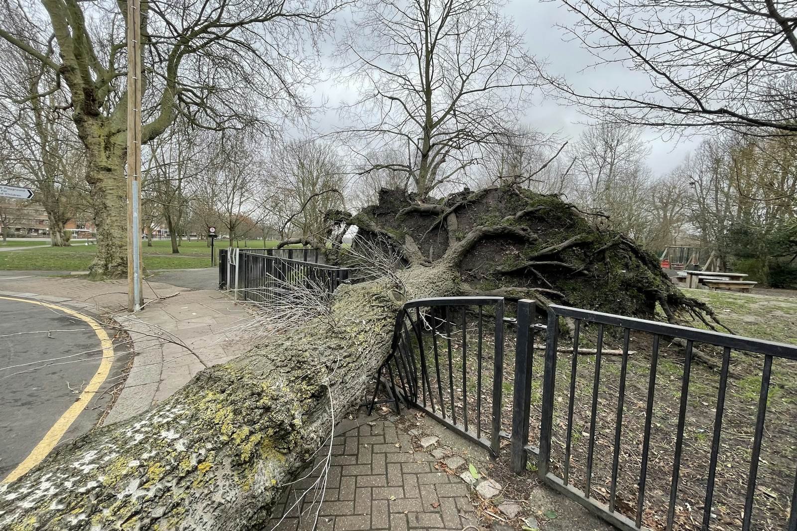 Fallen tree lying across a fence and sidewalk