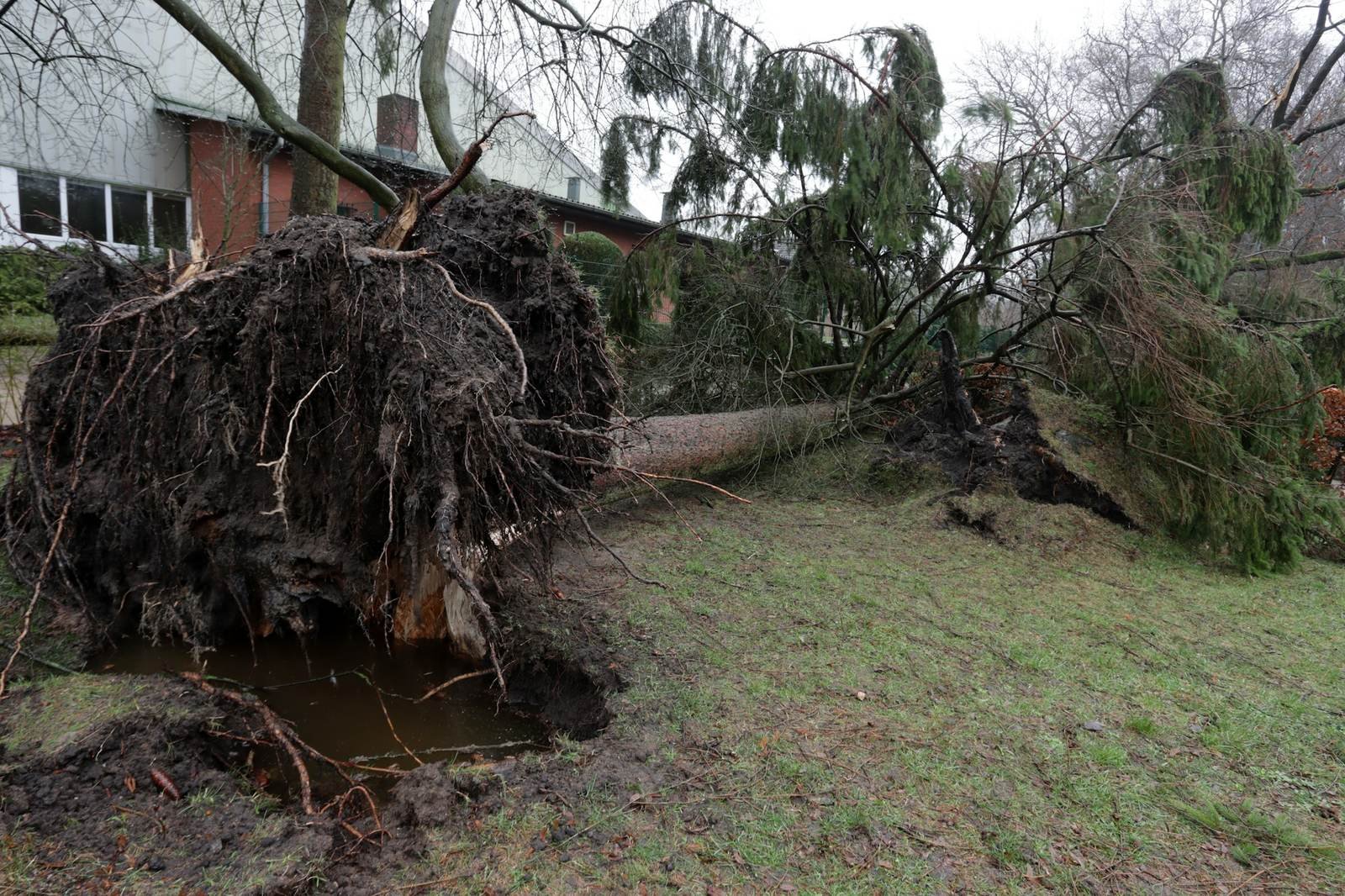 Large tree uprooted beside a house after a storm